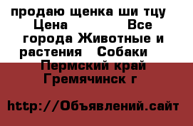 продаю щенка ши-тцу › Цена ­ 10 000 - Все города Животные и растения » Собаки   . Пермский край,Гремячинск г.